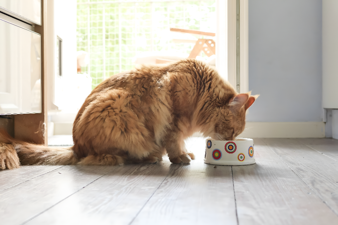 Feeding Essentials for a Healthy Lifestyle