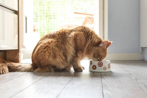 Feeding Essentials for a Healthy Lifestyle