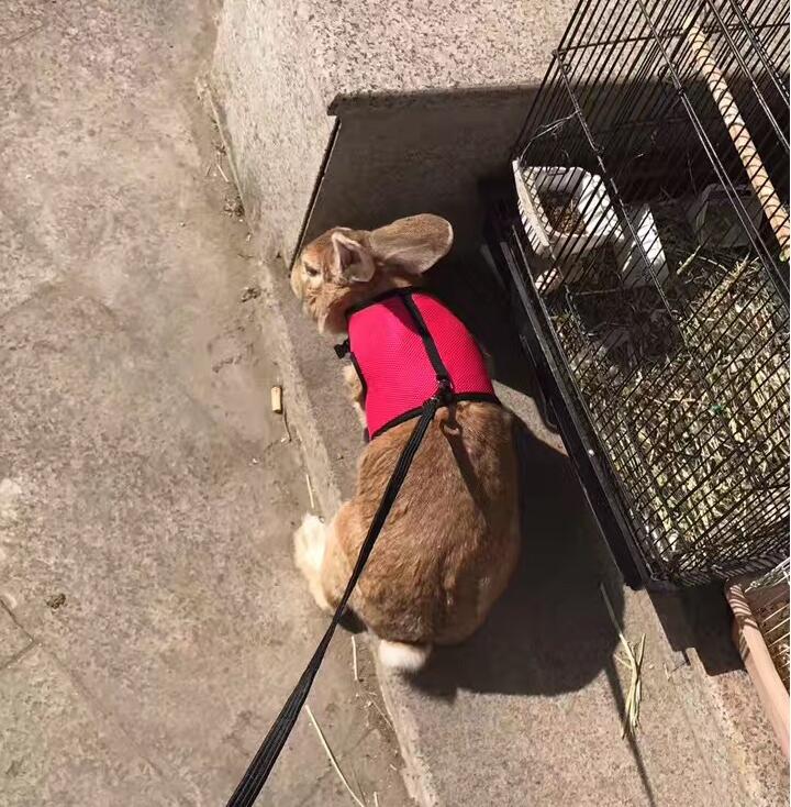 Small Pet Leash For Travel And Walking