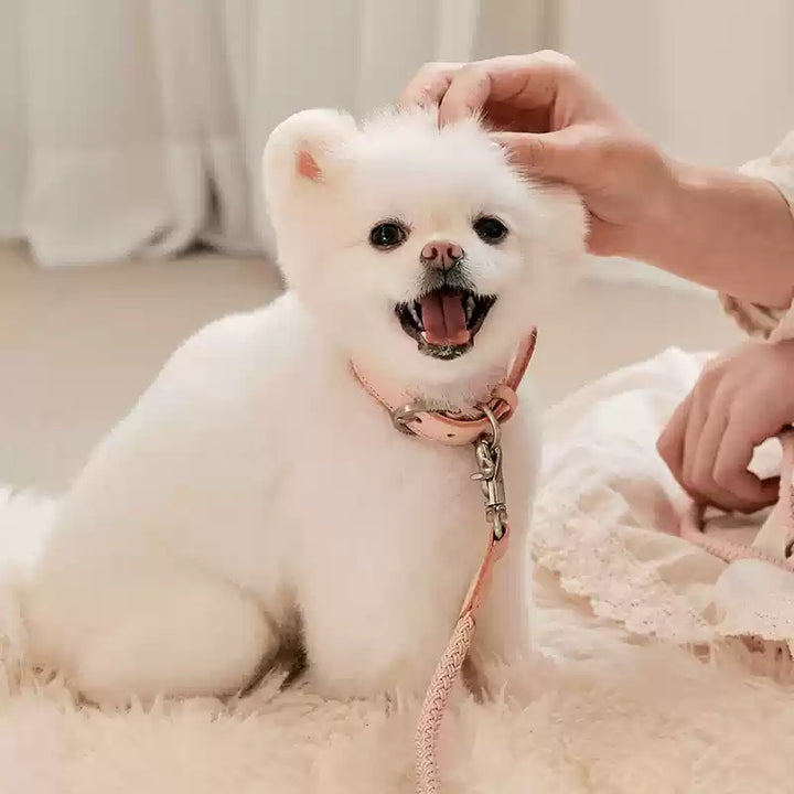 Leather Pet Collar And Handheld Rope Leash