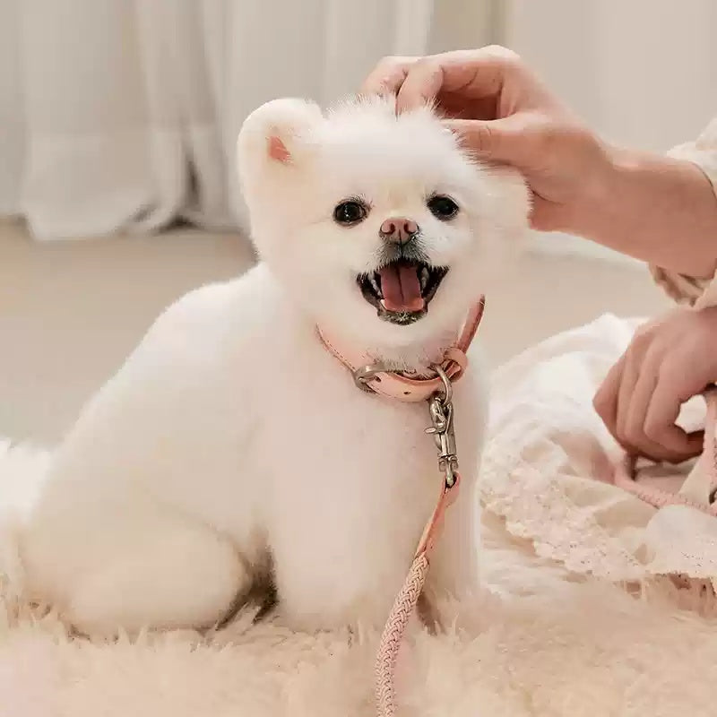 Leather Pet Collar And Handheld Rope Leash