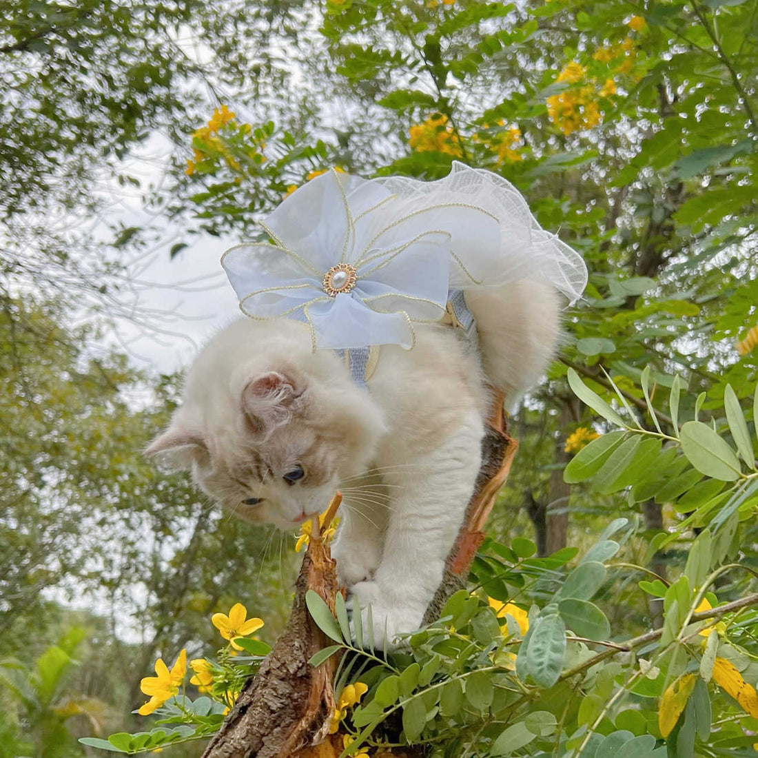 Layered Yarn Pet Leash For Small Pets